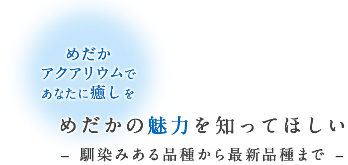 めだかの魅力を知ってほしい